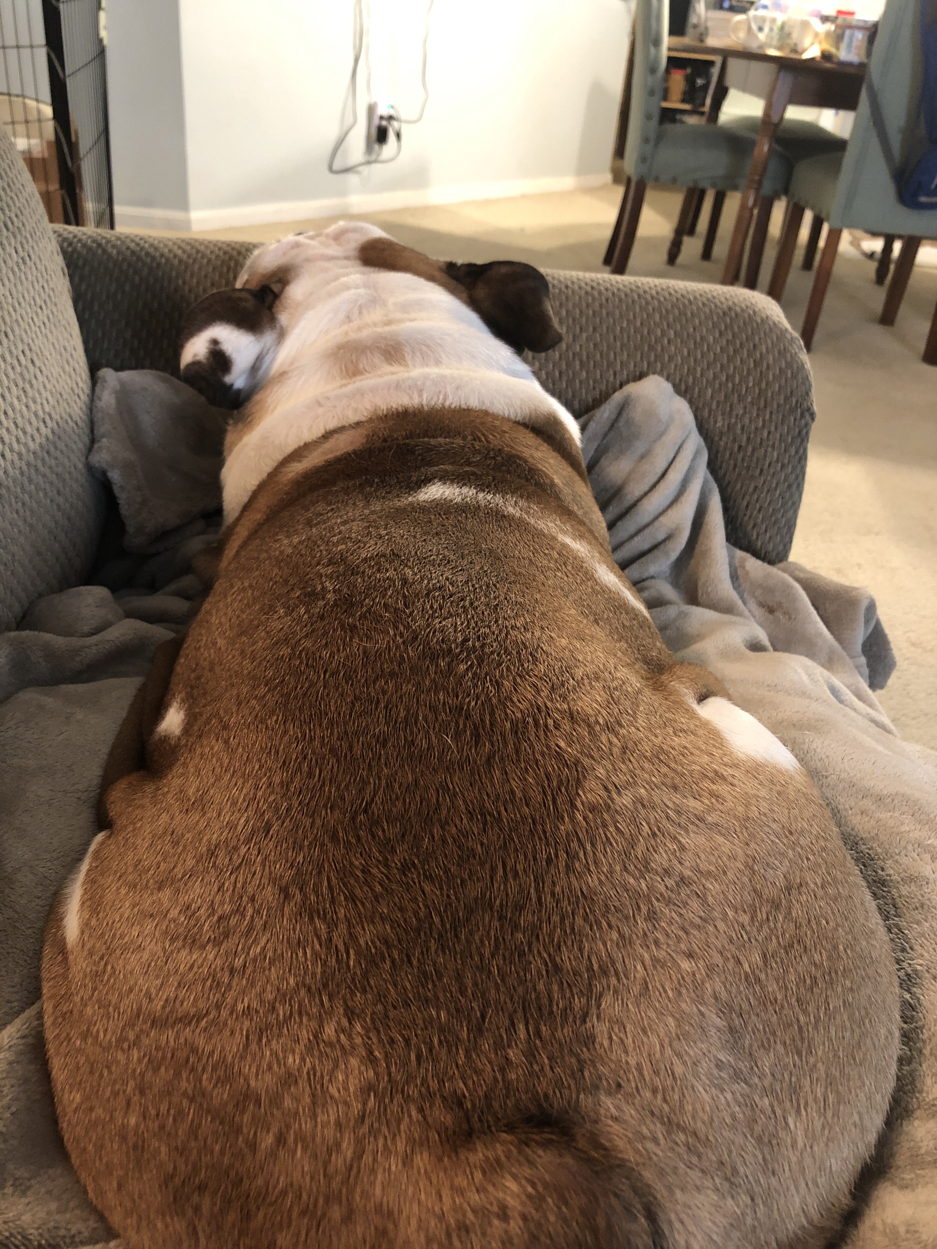 Adult bulldog sleeping in loaf position