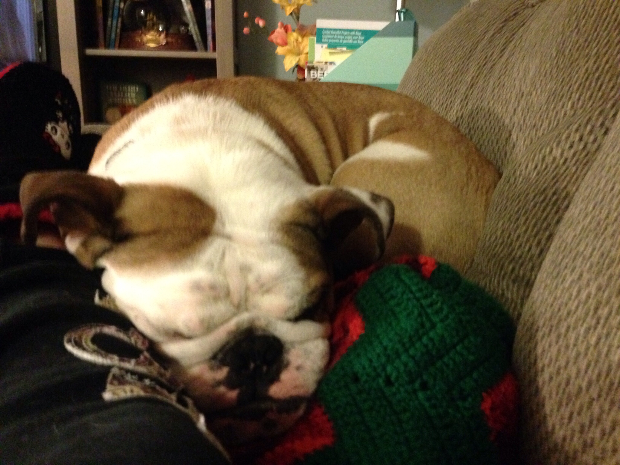 Sleeping bulldog