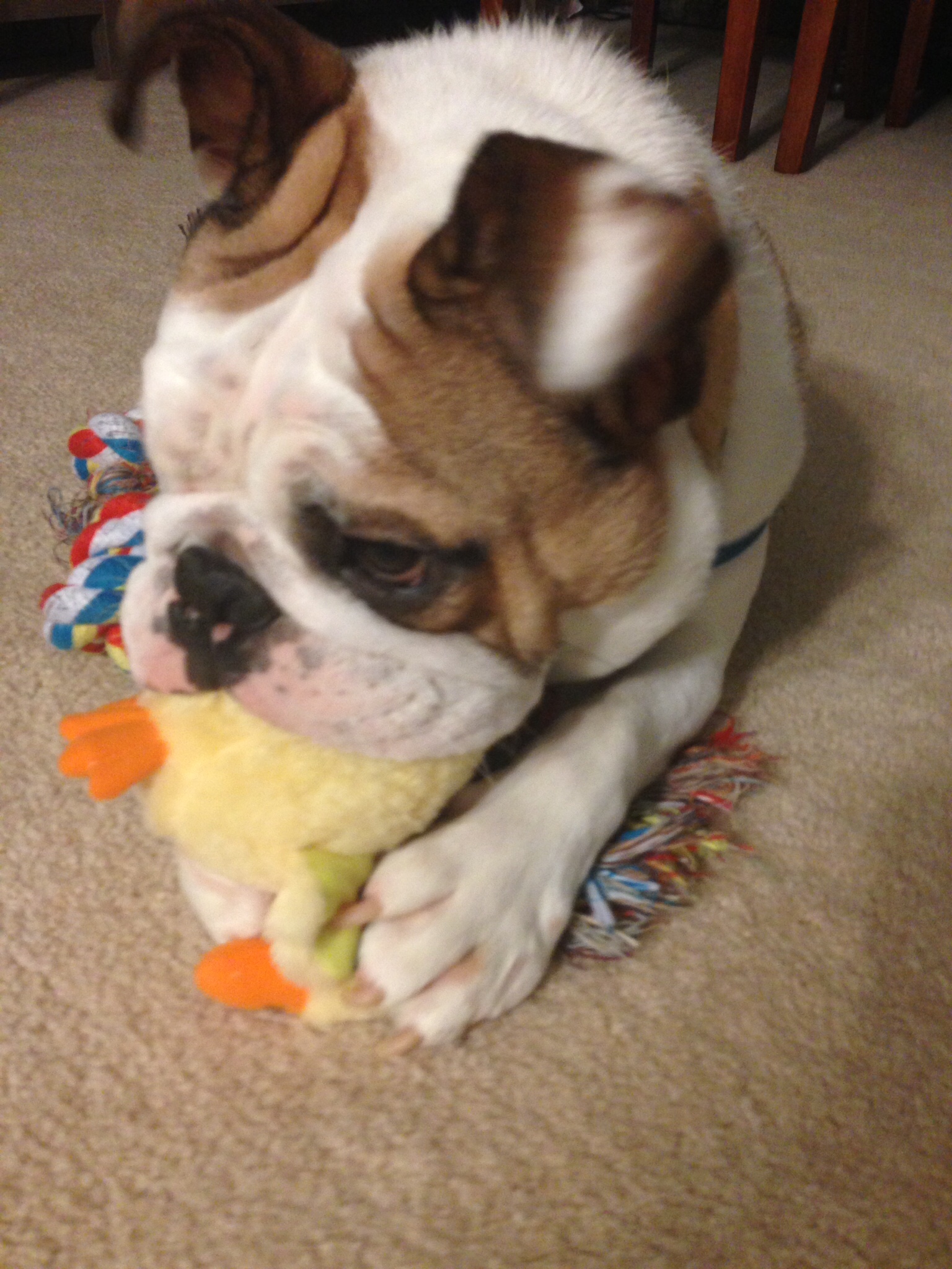 Bulldog chewing on dog toy while laying on top of another toy.