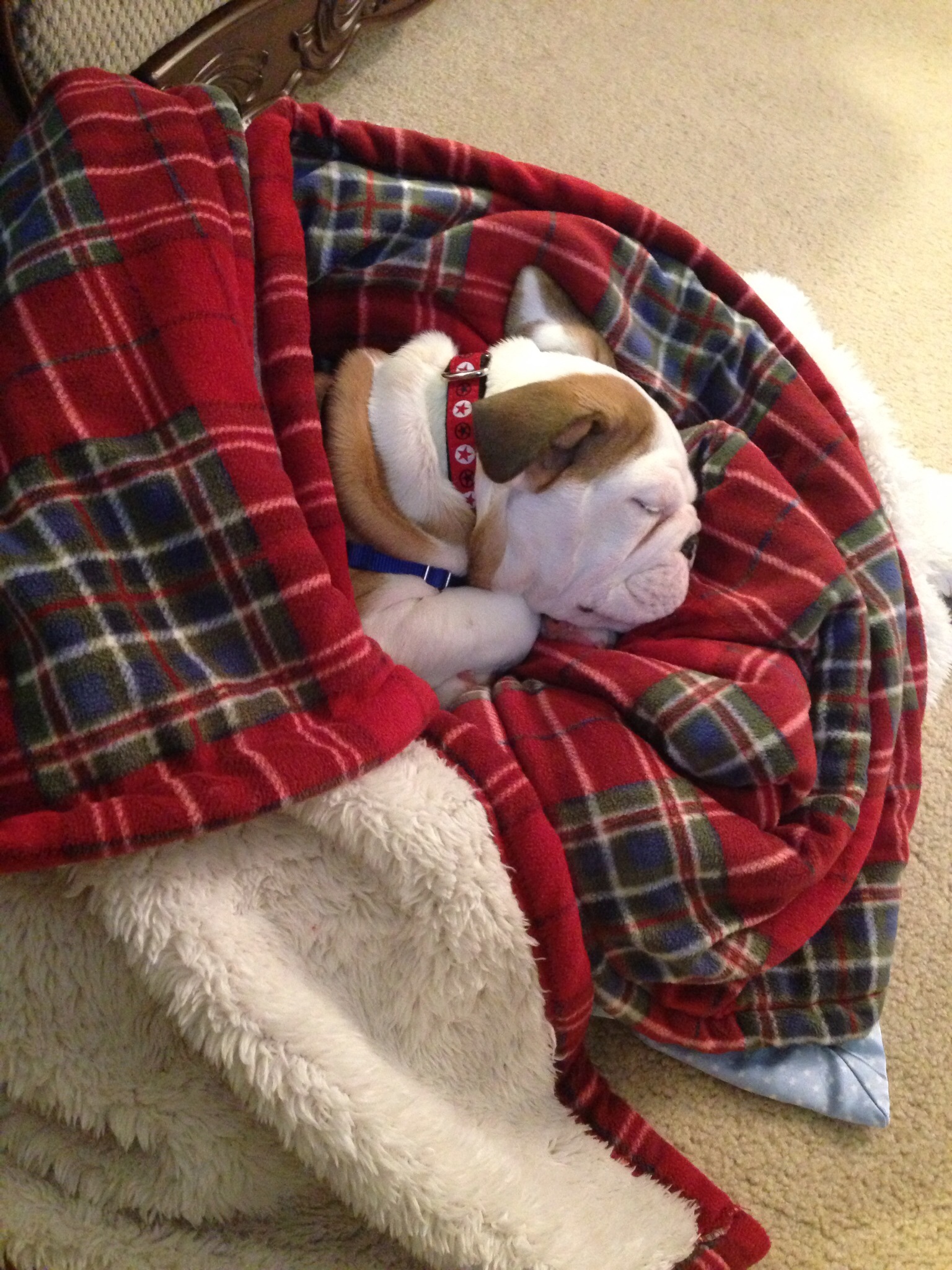 Sleeping bulldog puppy wrapped in a blanket