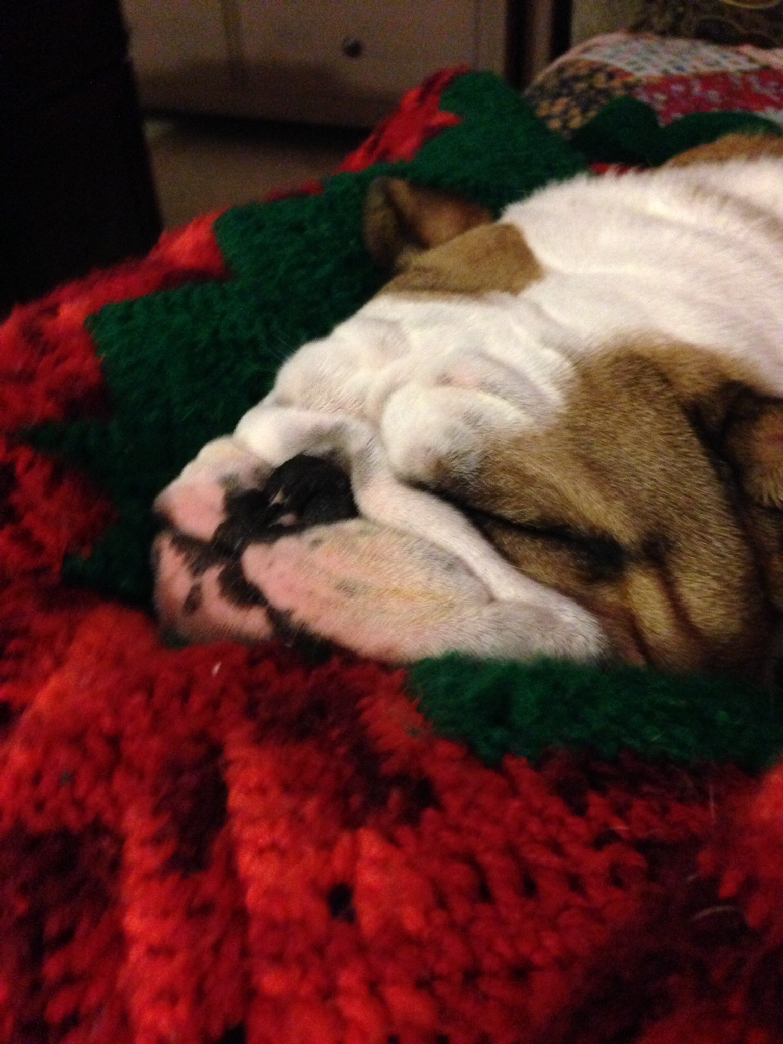 Close up of sleeping bulldog's face