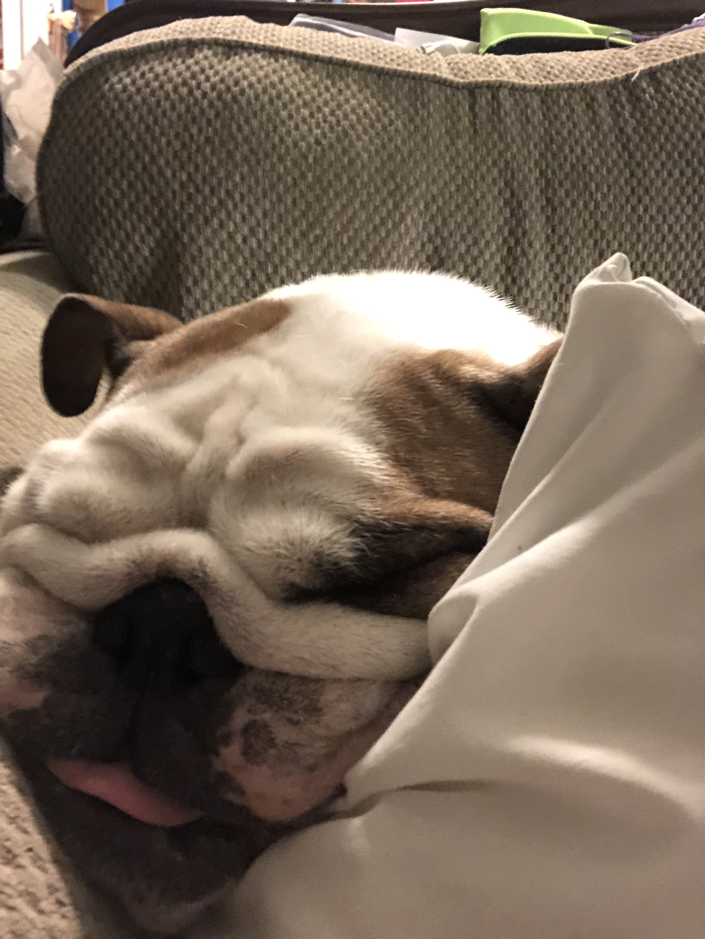 Close up of bulldog's face with tongue sticking out slightly